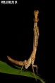 /album/fotogalerie-mantis-from-habitat2/phyllothelys-sp-jpg/